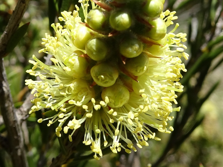 Alpine Bottlebrush Callistemon sieberi