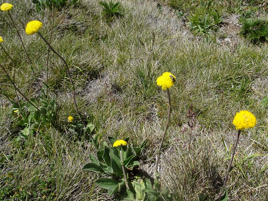 Billy Buttons Craspedia sp