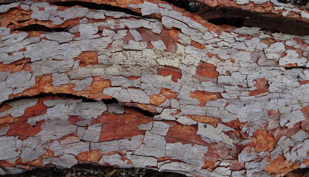 Bark shed by a burnt tree