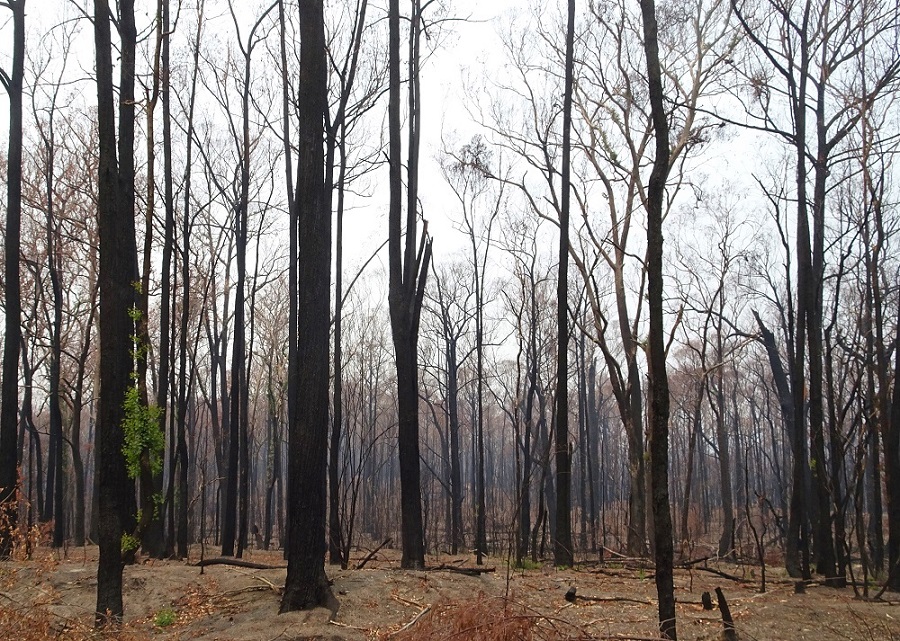 Epicormic growth within first 8 weeks post fire