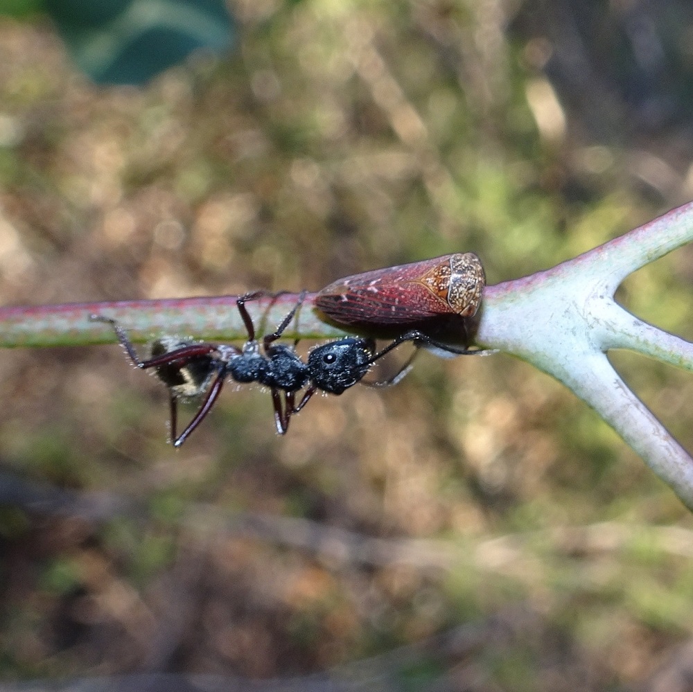 Eurymelinae and Ant Bruthen