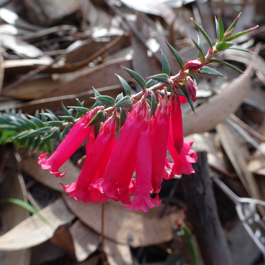 Flowers on Common Heath Epacris impressa