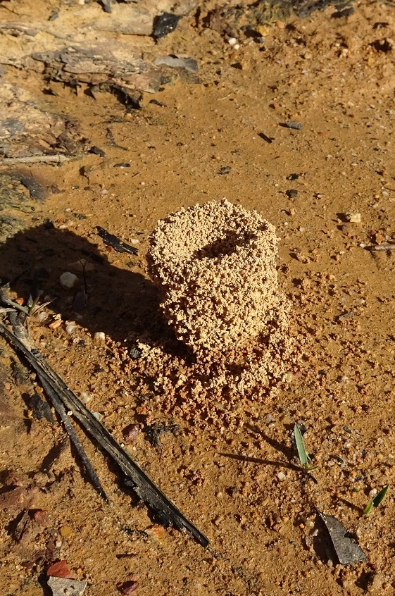 Invertebrates Mound built by Ants