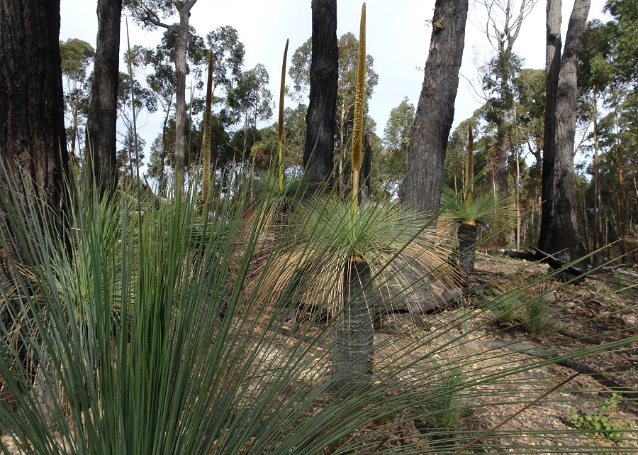 Resprout and flowering on Grasstrees Xanthorrhoea australis