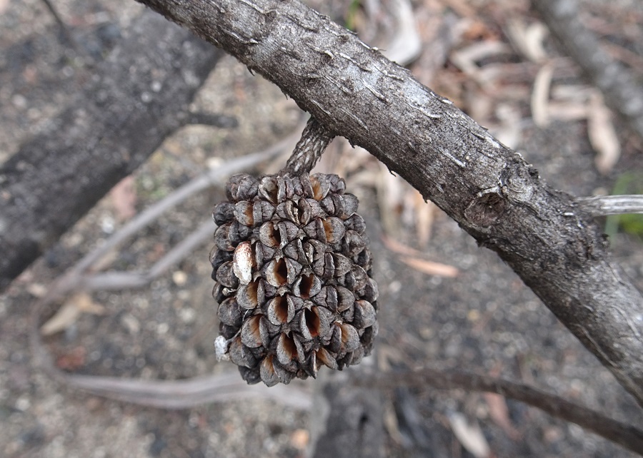 Resprout Seed pod of Black She oak Allocasuarina littoralis