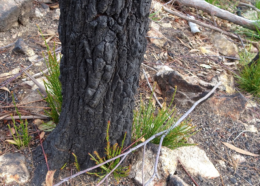 Resprout sprouting from burnt trunk of Black She oak Allocasuarina littoralis