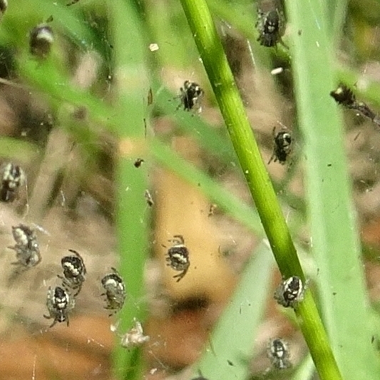 Spiderlings in web at Bruthen a