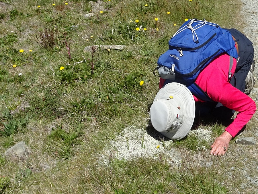 Silver Ewartia as a mat herb