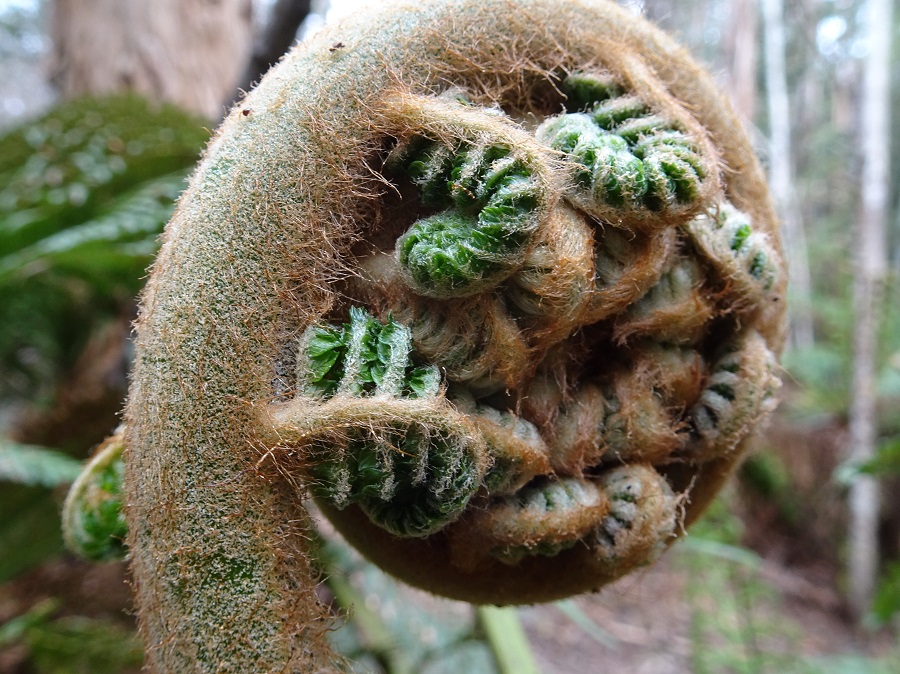 Soft Treefern Errinundra