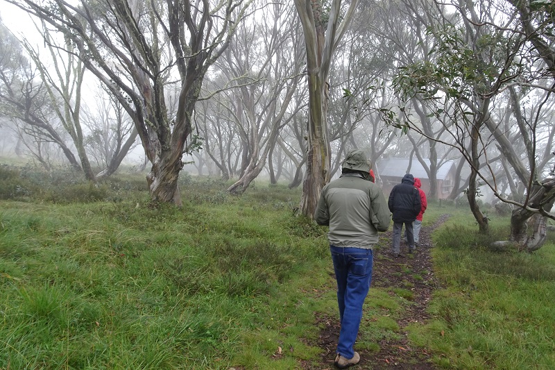 Walking in snowgums