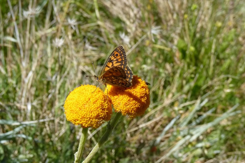 Butterfly on a Billy Button in the alps